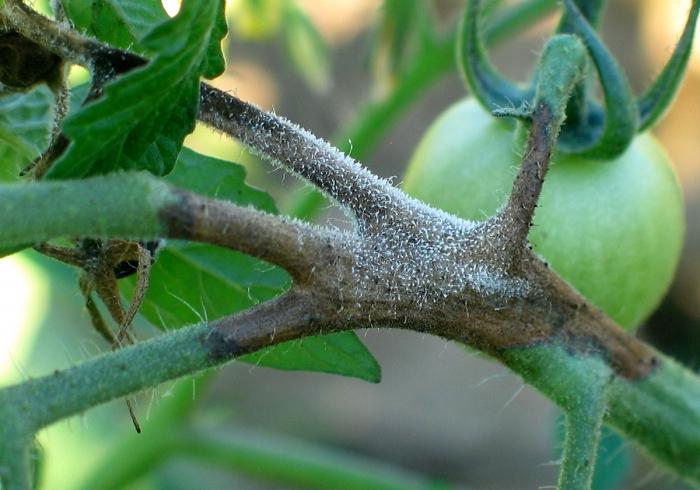 Ziekte van tomaten. Hoe om te gaan met phytophthora op tomaten?