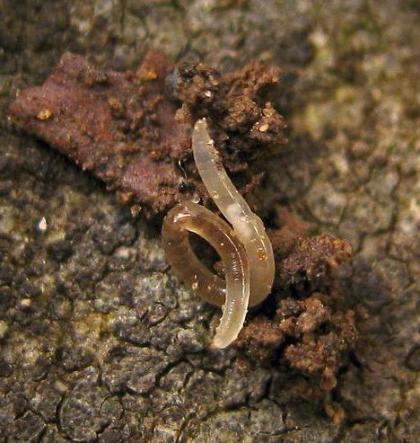 Wat zijn nematoden in de grond? Vecht met ze