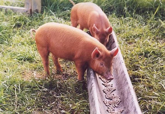 voedergist voor varkens 