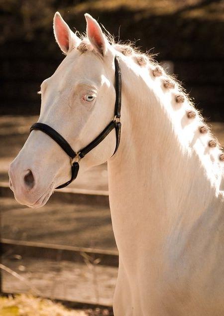 Isabellus-kleur van een paard is zeldzaam