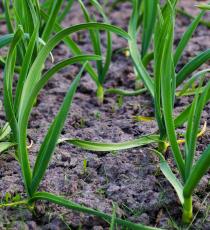 Hoe knoflook te planten voor de winter is correct. Adviezen voor ervaren vrachtwagenboeren