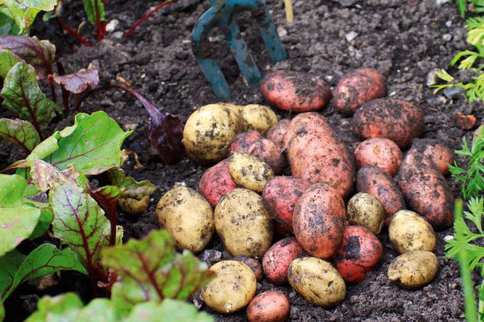 een aardappel-werper tot een motorblok mtz