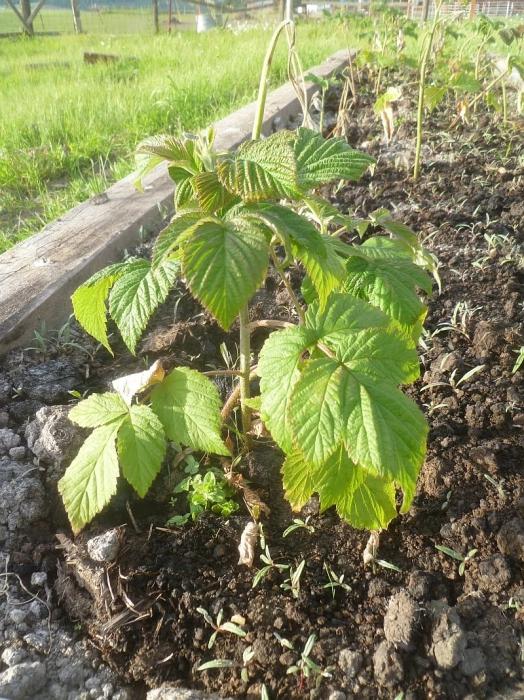 Raspberry-transplantatie: enkele nuttige tips