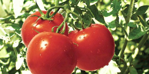 Rassen van tomaten die resistent zijn tegen Phytophthora, leveren een hoge opbrengst op