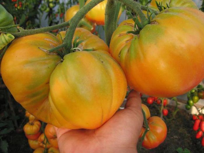 tomaat raadsel natuur omschrijving variëteit 