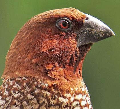 Amadins: inhoud en zorgzaamheid. Ornithologen advies