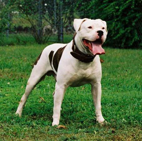 American Bulldog beschrijving van het ras karakter