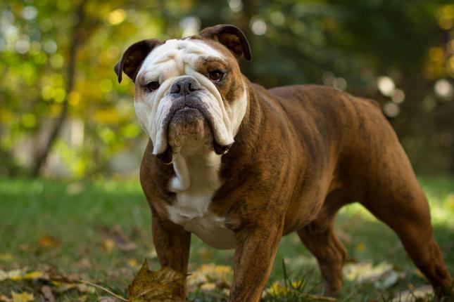 Engelse rassen van honden. Hondenras van de Engelse koningin