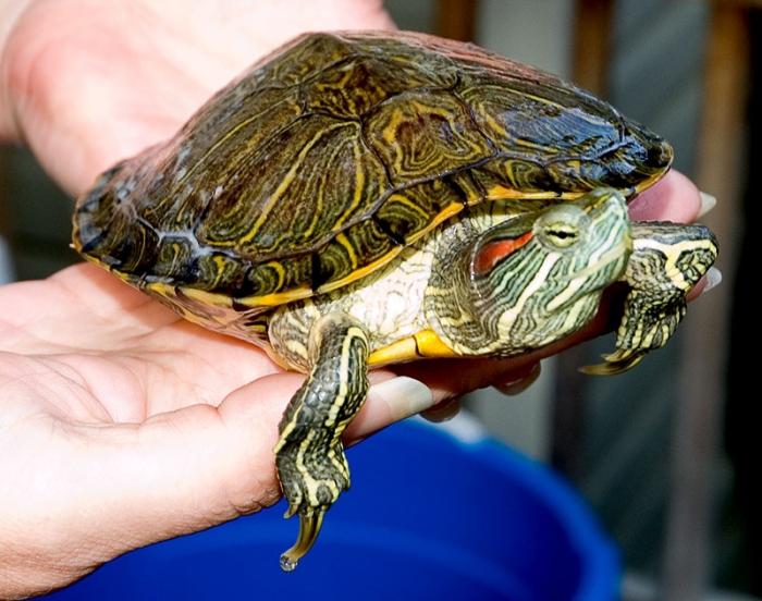 Wat te eten van de roodbuikige schildpad?