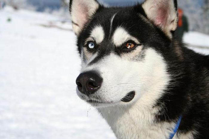 Husky ogen van verschillende kleuren