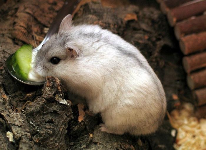 Dzhungar-hamsters: verzorging en onderhoud thuis