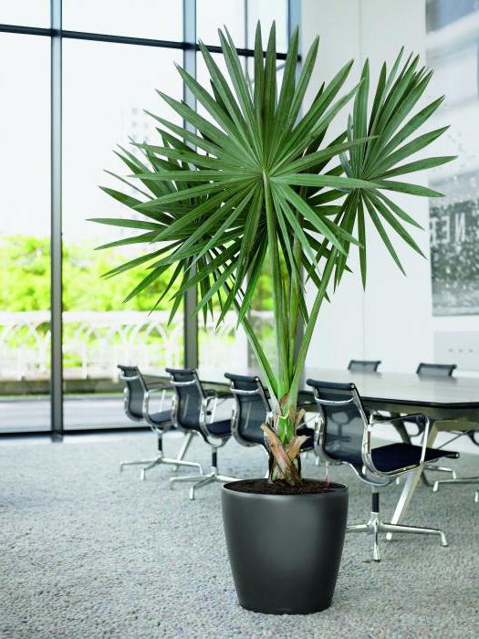 Een kunstmatige palmboom is een zuidelijke plant die nooit zal vervagen
