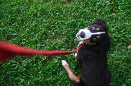 Hoe een hond met puppy's op straat te laten wennen