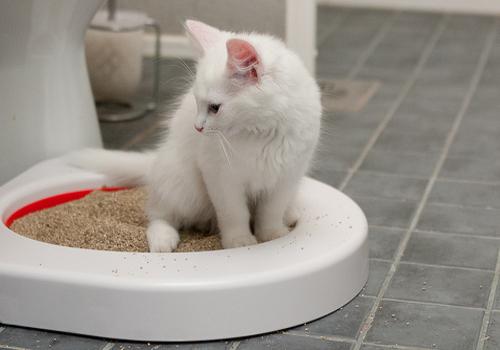 Welke plamuur voor kattenbakvulling is beter: een keuze uit drie alternatieven