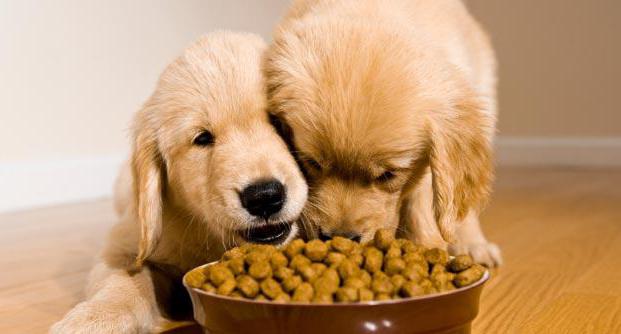 Feed Now for Dogs: samenstelling, voor- en nadelen