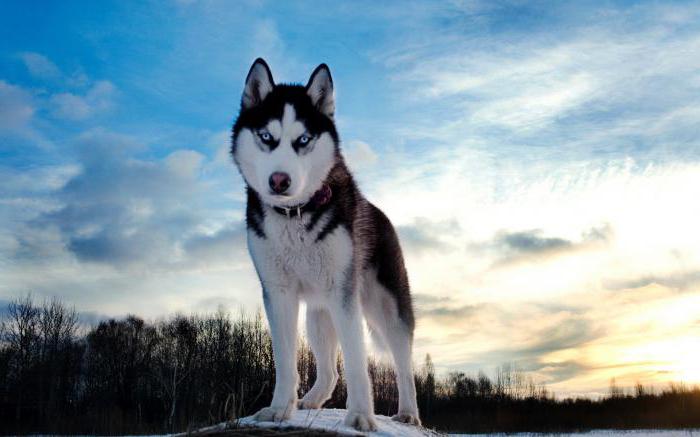 Hoe de Husky te trainen