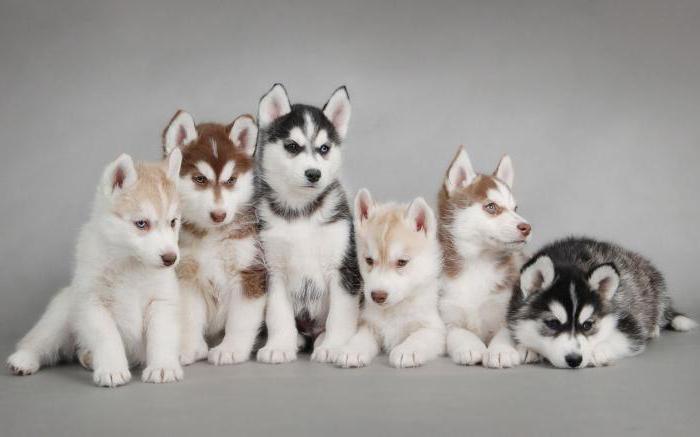 Hoe een husky puppy te trainen