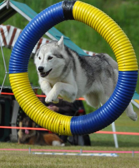 hoe de husky goed te trainen