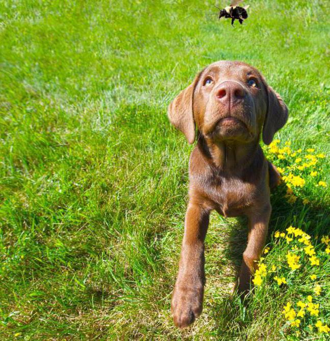 een wesp gebeten door een hond 