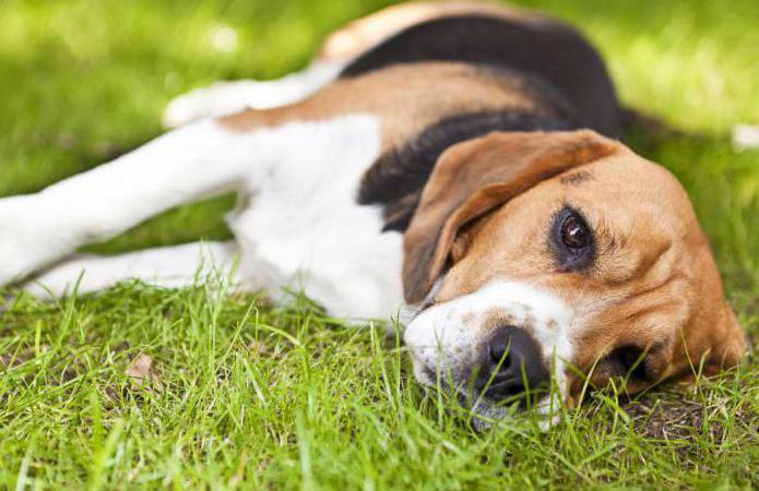 de hond werd gebeten door een wesp in zijn poot wat te doen