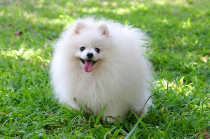 Pomeranian Spitz: inhoud en zorgzaamheid. Huiselijke honden van kleine rassen