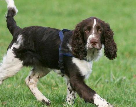 Hondenras Springer Spaniel