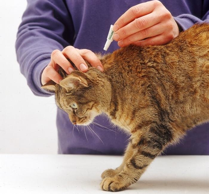 Klopt het dat vlooien bij katten worden overgedragen op mensen?