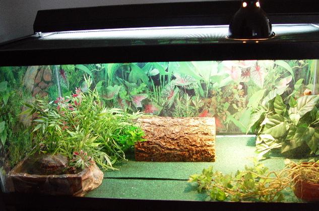 Terrarium voor de landschildpad en spin - nuttige aanbevelingen