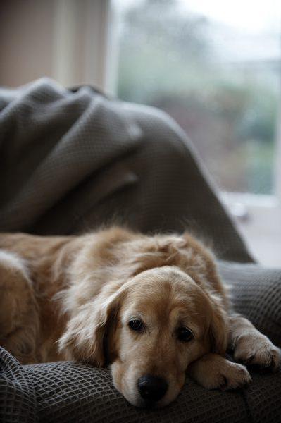 vaginitis bij honden 