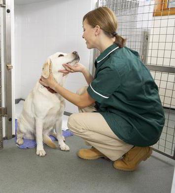 behandel vaginitis bij een hond