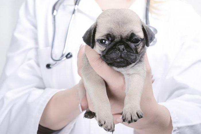 behandeling van vaginitis bij honden