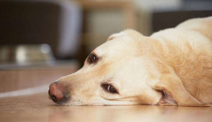 vaccins voor honden 