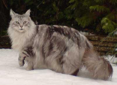 Majestueuze en sierlijke katten: het ras Maine Coon