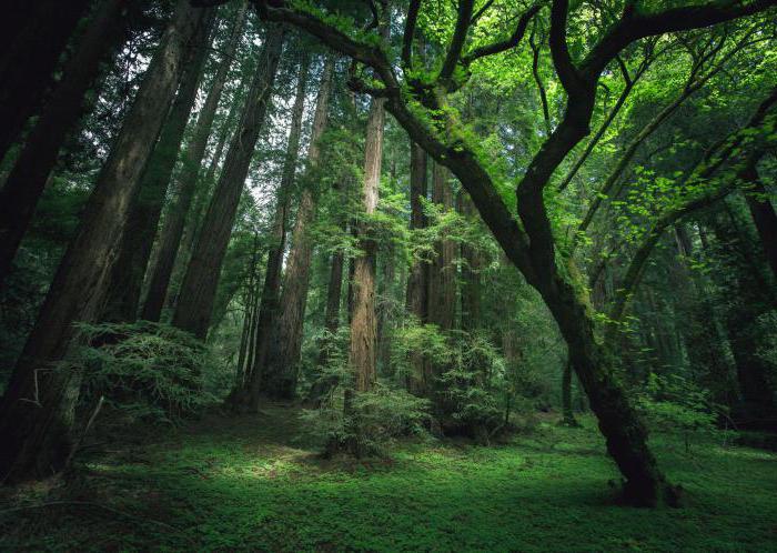 Mysteries over het bos voor kinderen van 3-4, 5-6 jaar en basisschoolleerlingen