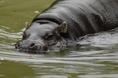 Pygmy hippo foto