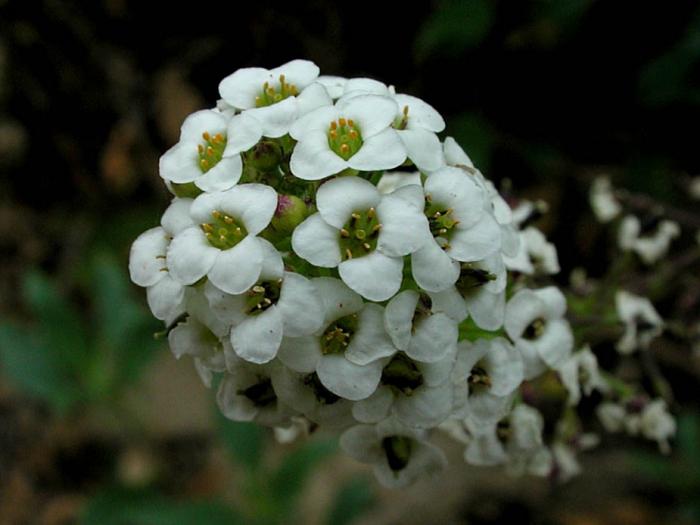 Alyssum voor vele jaren: beschrijving, teelt, voortplanting