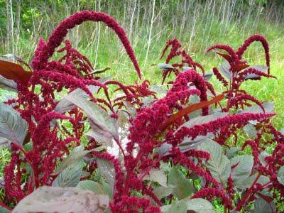 Amaranth - de bloem van de toekomst