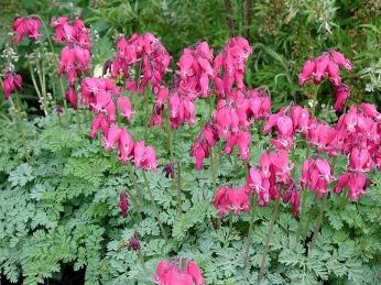 cultivatie en verzorging van dicentra 