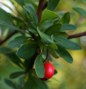 het kweken van berberis