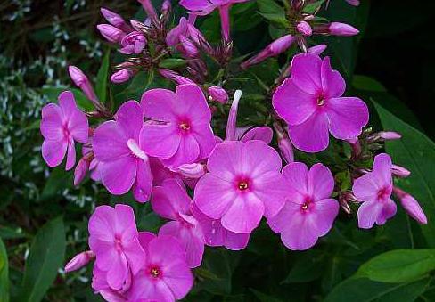 Ziekten van phlox en hun behandeling. foto