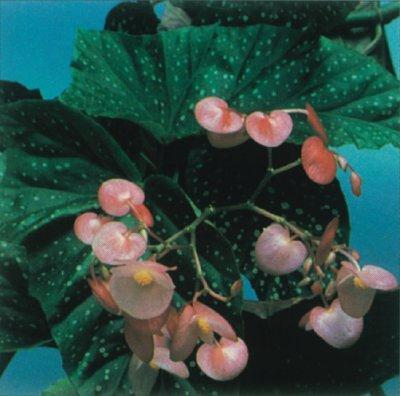 bloem begonia zorg