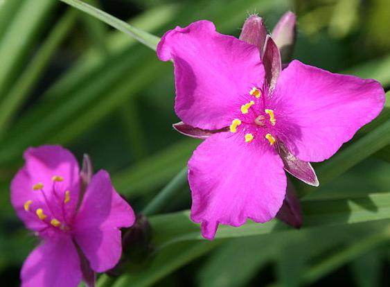 De lila bloem in de tuin zal de emotionele stress helpen verlichten