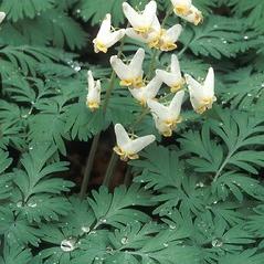 Dicentra: planten en verzorgen van een "gebroken hart"