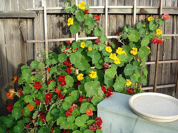 plant jaarlijkse bloemen