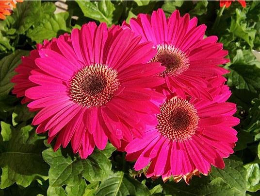 gerbera tuin planten en verzorging