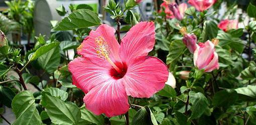 hibiscus dendritisch