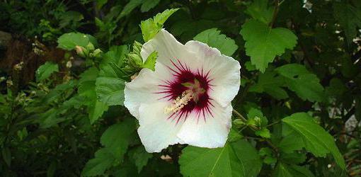 hibiscus Chinees