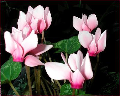 Een bezoeker uit de Middellandse Zee, een bloem van zeldzame schoonheid - cyclamen. Thuis transplantatie