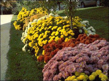 Chrysanthemum tuin vaste plant - variëteiten en beschrijving