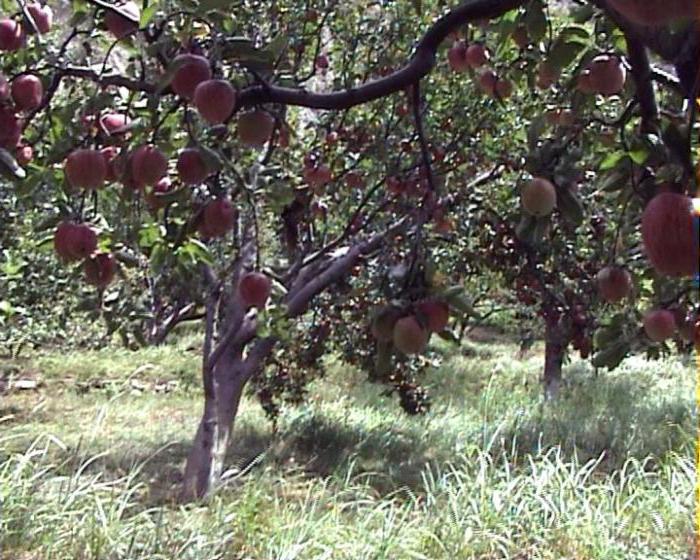 imant apple tree beoordelingen